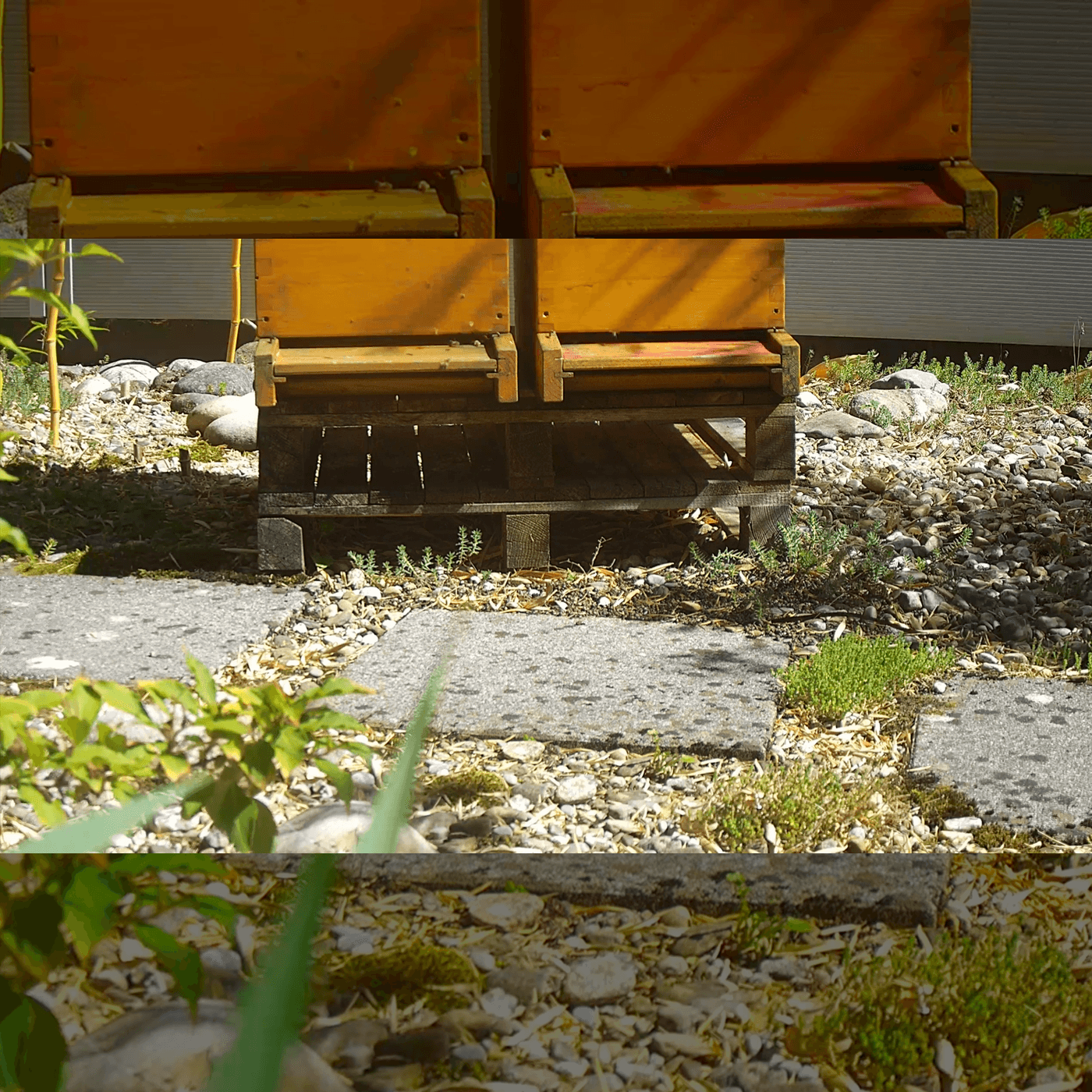 Bienenstock-Webcam | Nachhaltigkeit bei Vögeli AG